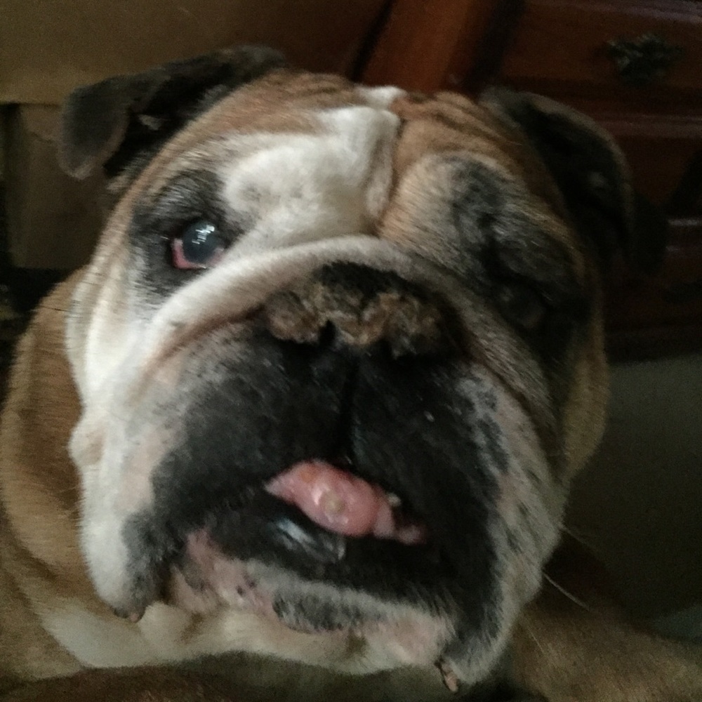 Meet your Posher, Donna